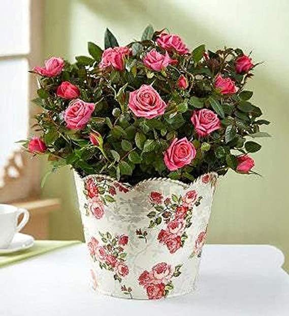 Floral Mother's Day Gift Collection At 1-800-Flowers.Com